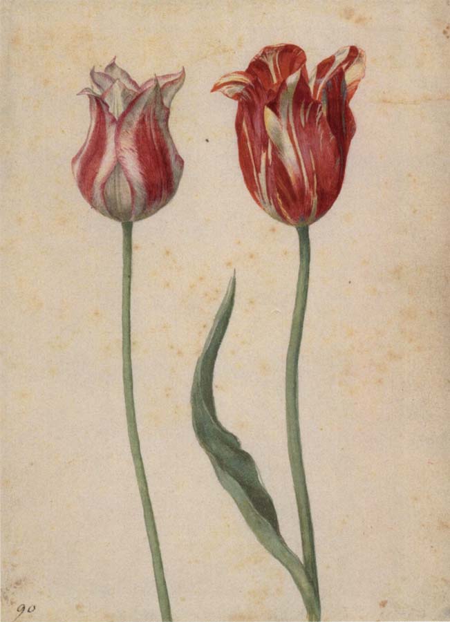 Two Tulips